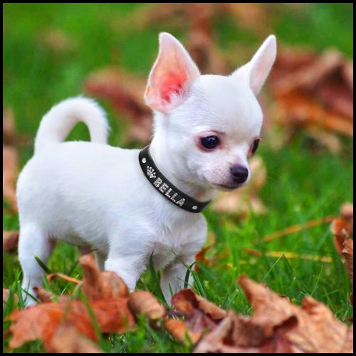 collier-pour-chien-personnalisé-noir