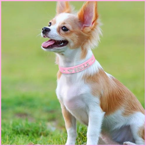 collier-pour-chien-personnalisé-rose