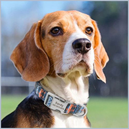 collier-pour-chien-personnalisé-bleu-orange