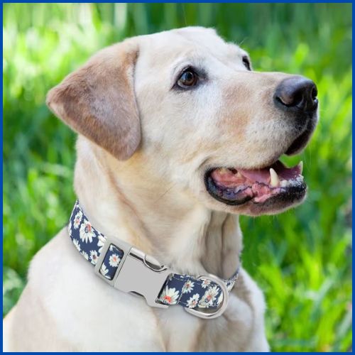 collier-pour-chien-personnalisé-fleur-bleu