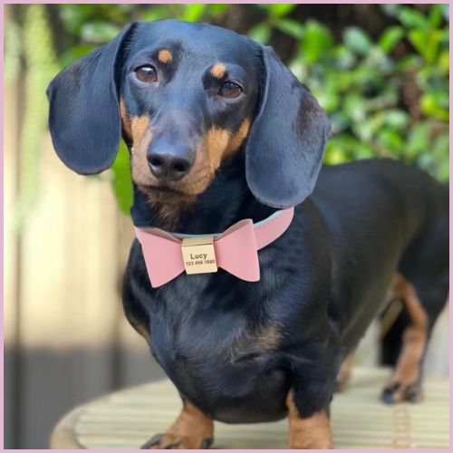 collier-pour-chien-personnalisé-rose