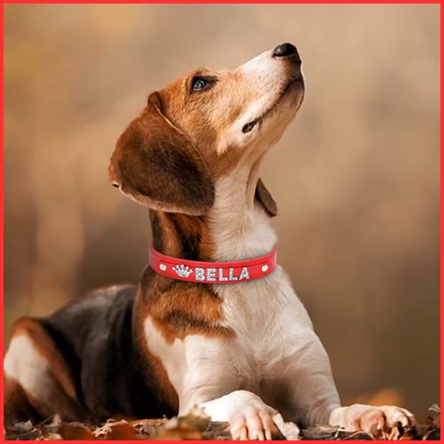 collier-pour-chien-personnalisé-rouge