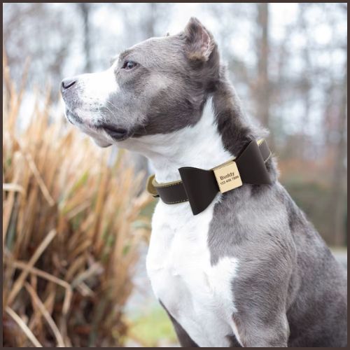 collier-pour-chien-personnalisé_marron
