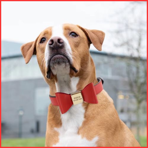 collier-pour-chien-personnalisé_rouge