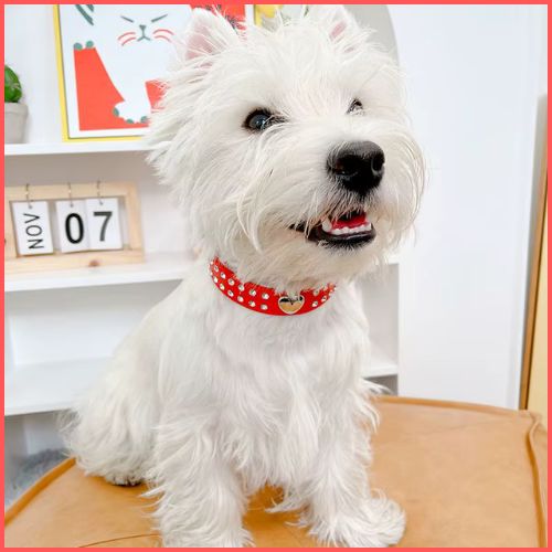 collier-pour-chien-rouge-coeur