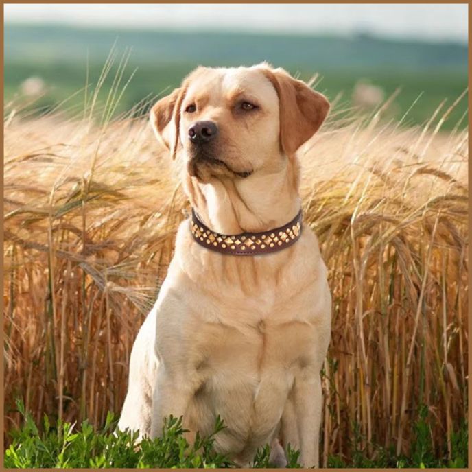 collier-pour-chien_marron-labrador