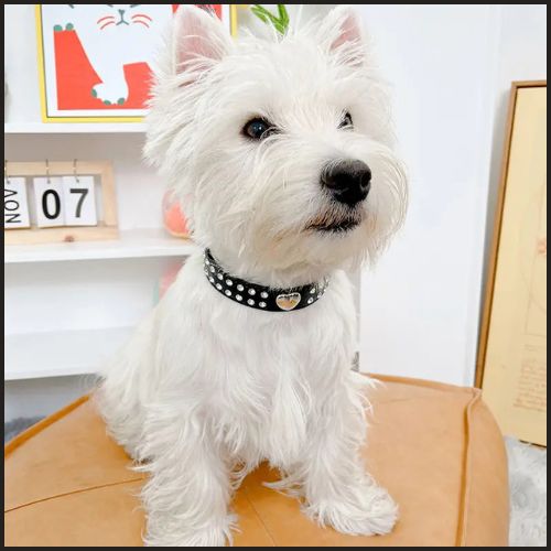 collier-pour-chien_noir_coeur