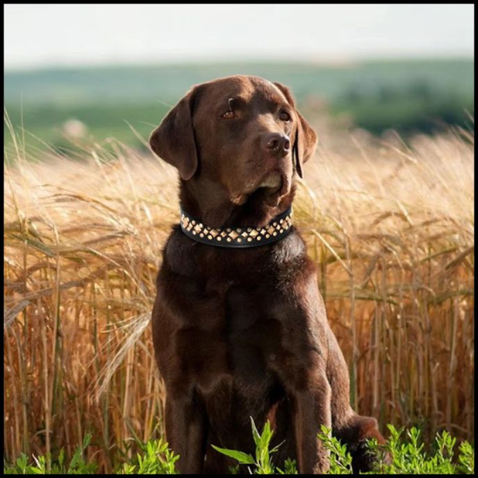 collier-pour-chien_noir-marron