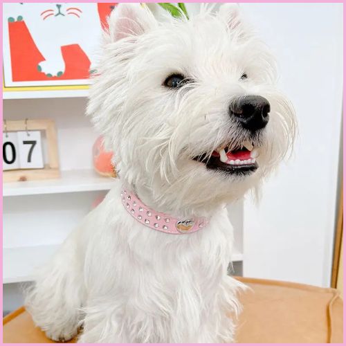 collier-pour-chien_rose-strass