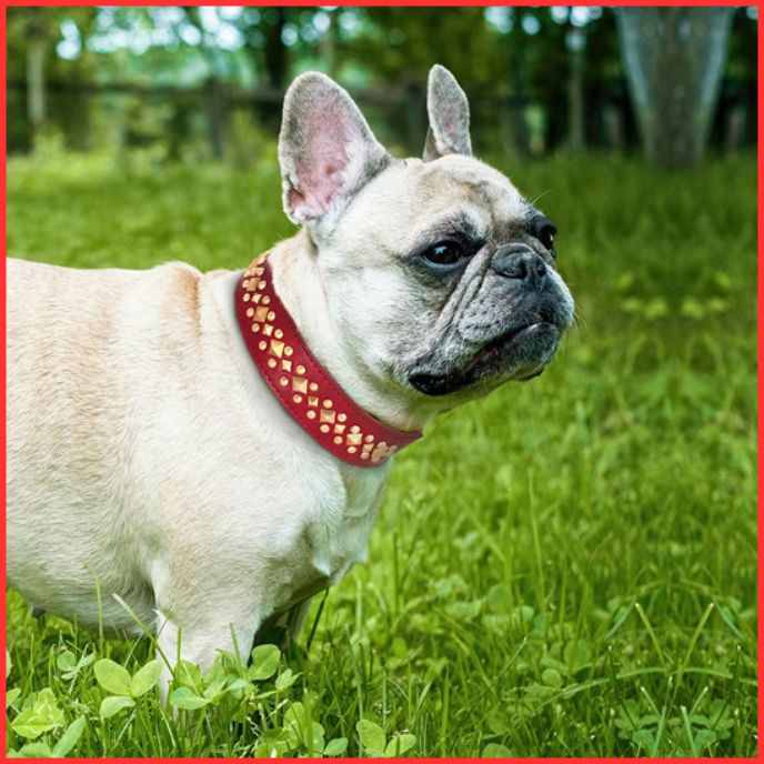 collier-pour-chien_rouge-clair