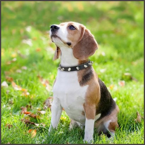 collier_chien_noir-picot