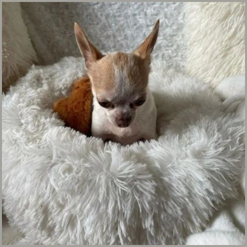 coussin-chien-blanc-clair