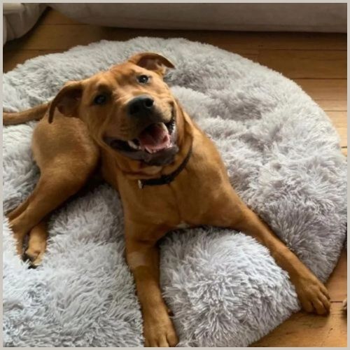 coussin-chien-gris-clair