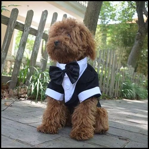 deguisement-chien_mariage