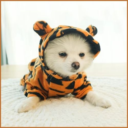 deguisement-pour-chien-orange
