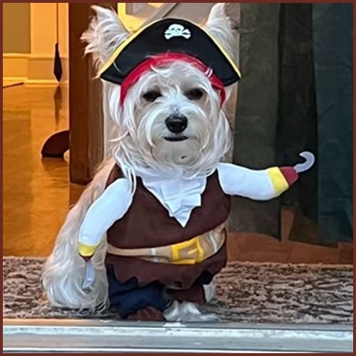 Deguisements pour chien | Pirate