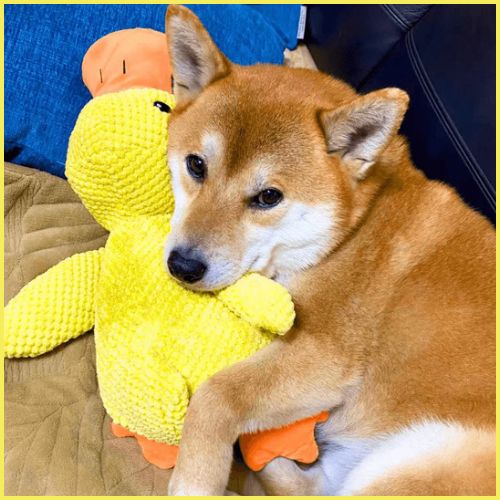 doudou-pour-chien_apaisant