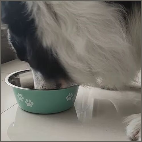 gamelle-pour-chien-eau