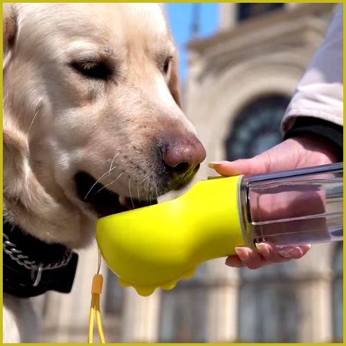 gourde-pour-chien-eau-labrador