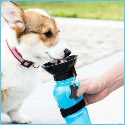gourdes-pour-chien-bleu