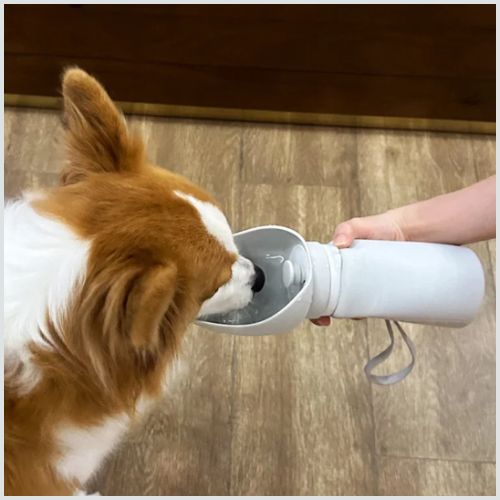 gourdes-pour-chien_-maison