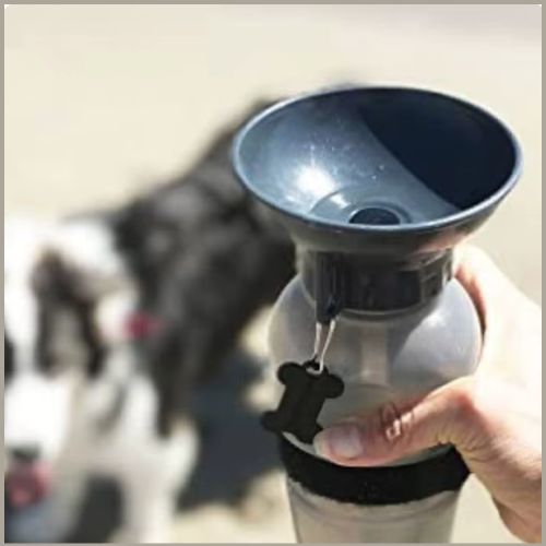 gourdes-pour-chien_gris