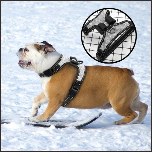 Harnais anti traction chien | Strassâą