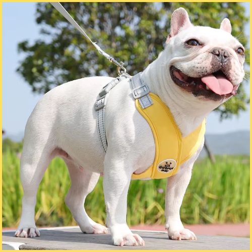 harnais-anti-traction-chien_taille-moyenne-jaune