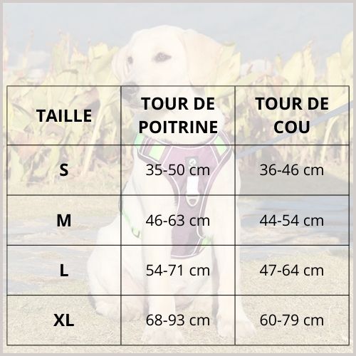 harnais-chien-anti-traction_taille