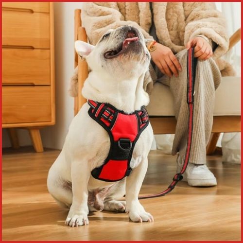 harnais-chien-en-y-rouge