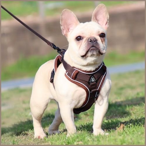 Harnais chien en Y |Poitrail Zen