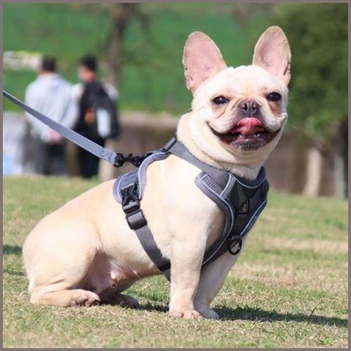 Harnais chien en Y |Poitrail Zen