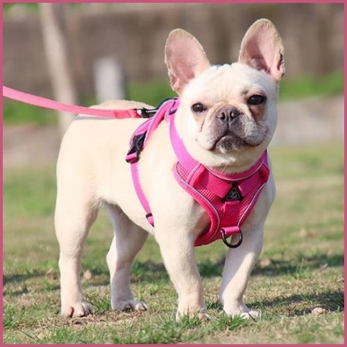 Harnais chien en Y |Poitrail Zen