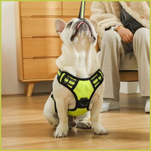 harnais-chien-en-y_jaune