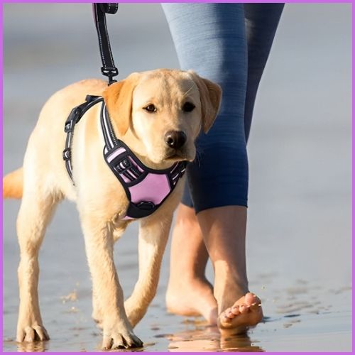 harnais-chien-en-y_rose
