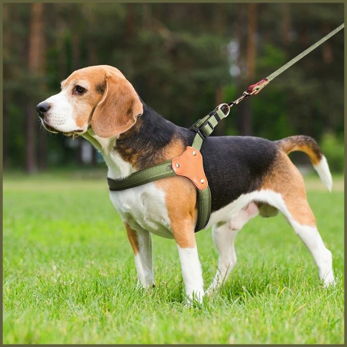 harnais-chien-taille-moyenne-à-sangle-ergonomique-vert