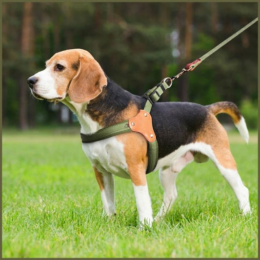 harnais-chien-taille-moyenne-à-sangle-ergonomique-vert