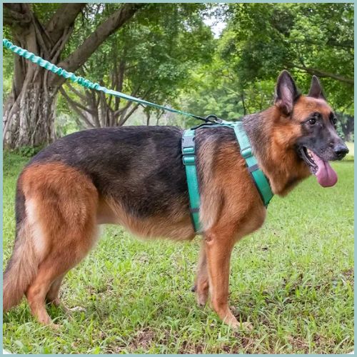 harnais-chien_sangle