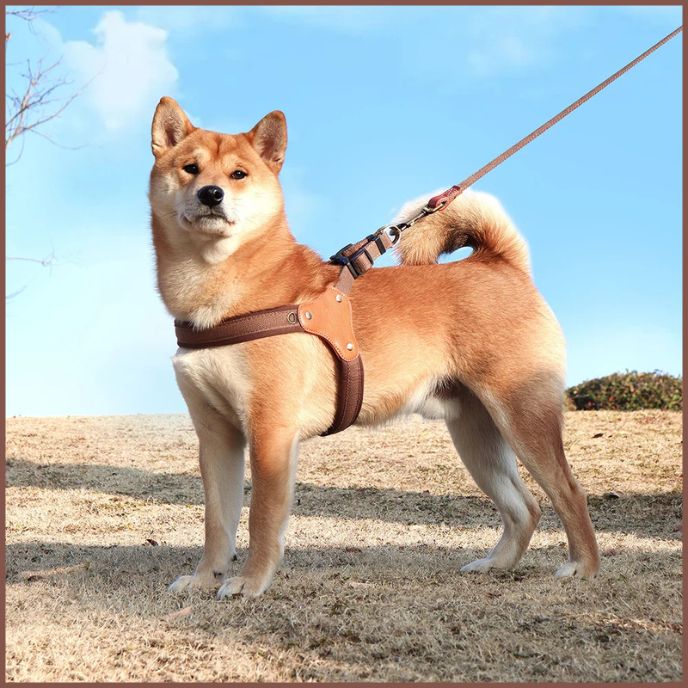 harnais-chien-taille-moyenne-à-sangle-ergonomique-marron