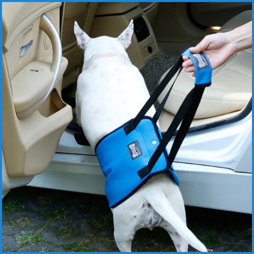 harnais-de-levage-pour-chien_bleu-voiture