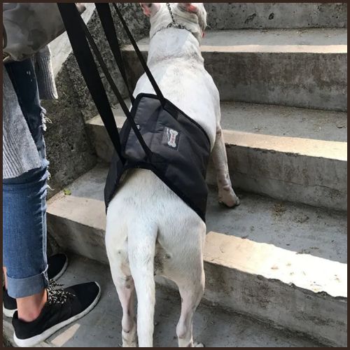 harnais-de-levage-pour-chien_noir-escalier