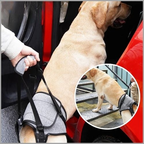 harnais-de-levage-pour-chien_voiture