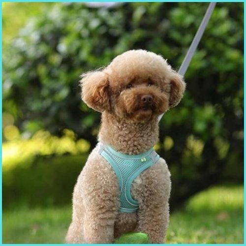 harnais-petit-chien-parc