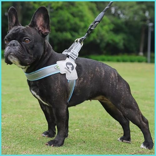 harnais-pour-chien-turquoise-bouledogue