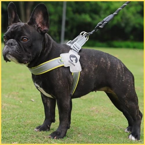 harnais-pour-chien-jaune-bouledogue