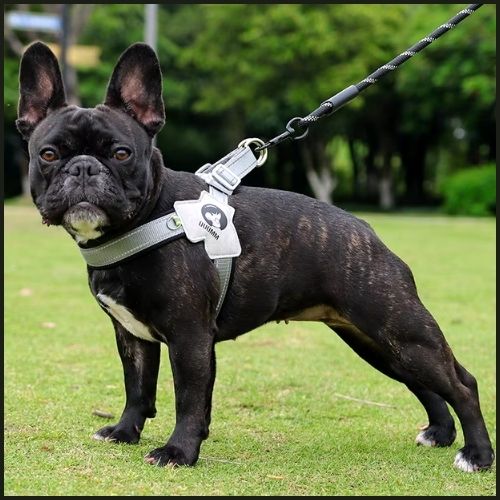 harnais-pour-chien-noir-bouledogue
