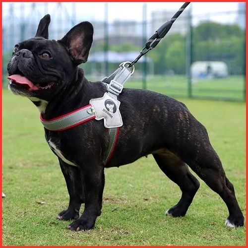 harnais-pour-chien-rouge-bouledogue