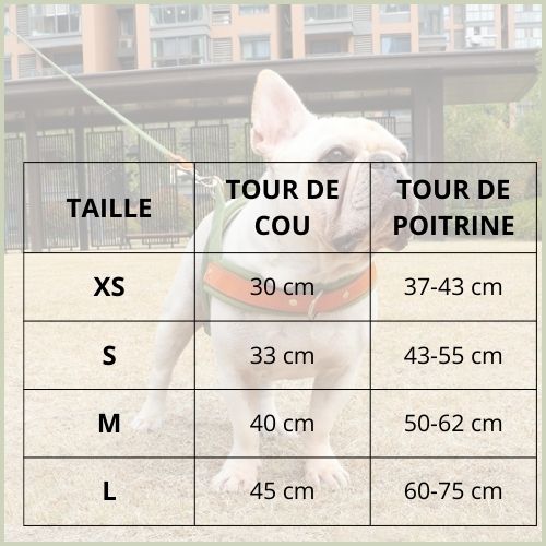 harnais_chien-tailles