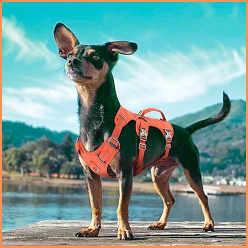 harnais_chien_triple-attache-sécurisé-orange