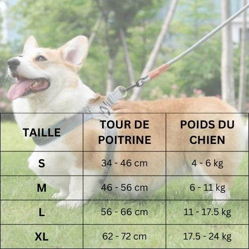 harnais_pour-chien-taille